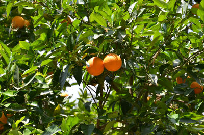 Low angle view of orange fruits on tree