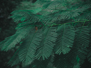 Close-up of palm tree