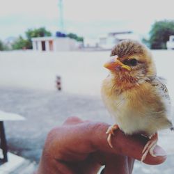 Close-up of hand holding bird