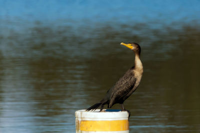 Bird in water