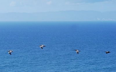 Side view of pelicans flying over sea against sky