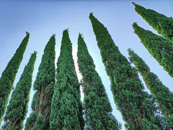 Low angle view of pine tree against sky