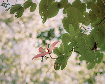 Close-up of red flowering plant