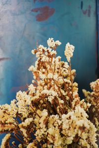 Close-up of flowering plant by sea