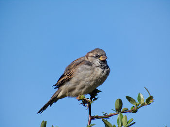 Low angle view of bird perching on branch against blue sky