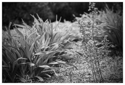 Close-up of plant growing on field