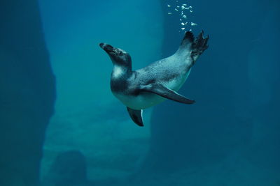 Penguin swimming in water