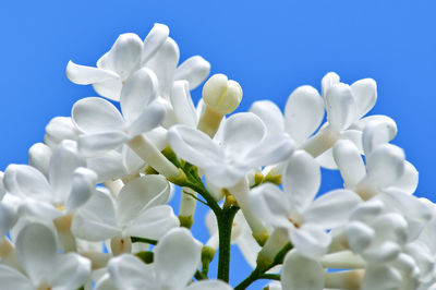 Close-up of white flowering plants against blue sky