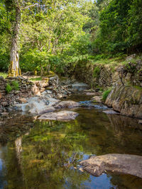 Stream flowing through rocks in forest