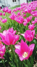 Close-up of pink flowers blooming outdoors