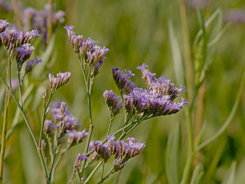 Close-up of purple flowering plants on field