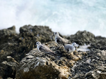 Close-up of bird on rock at beach
