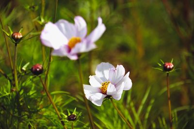 Close-up of white flowering plant on field