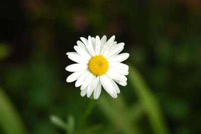 Close-up of white daisy blooming outdoors