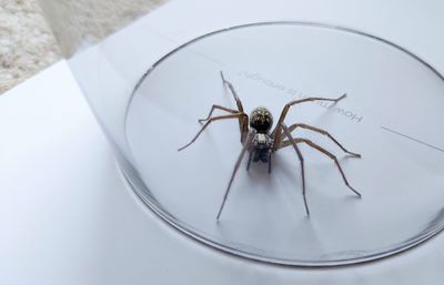 High angle close-up view of large house spider under a drinking glass 