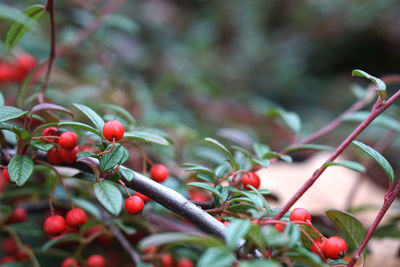 Close-up of berries growing on tree