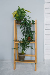 Potted houseplants stand on a wooden stepladder in the living room or office