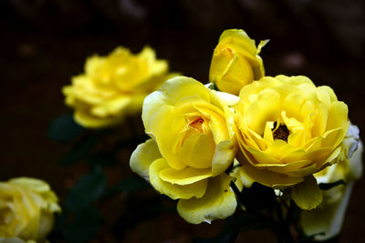 Close-up of yellow flower