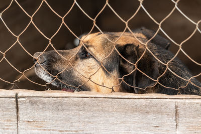 Close-up of dog seen through chainlink fence