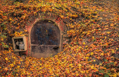 Sunlight falling on autumn leaves on field