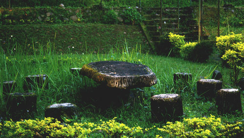 Plants growing on field