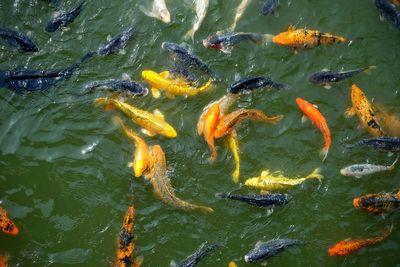 High angle view of koi carps swimming in lake