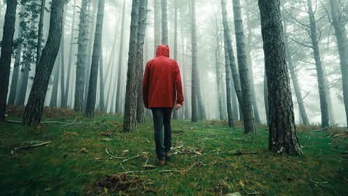 Man with red jacket walks in the foggy woods