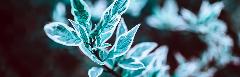 Close-up of blue flowering plant