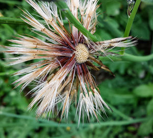 Close-up of plant against blurred background