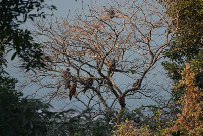 Trees against sky