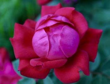 Close-up of pink rose