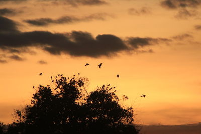 Low angle view of silhouette birds flying against orange sky