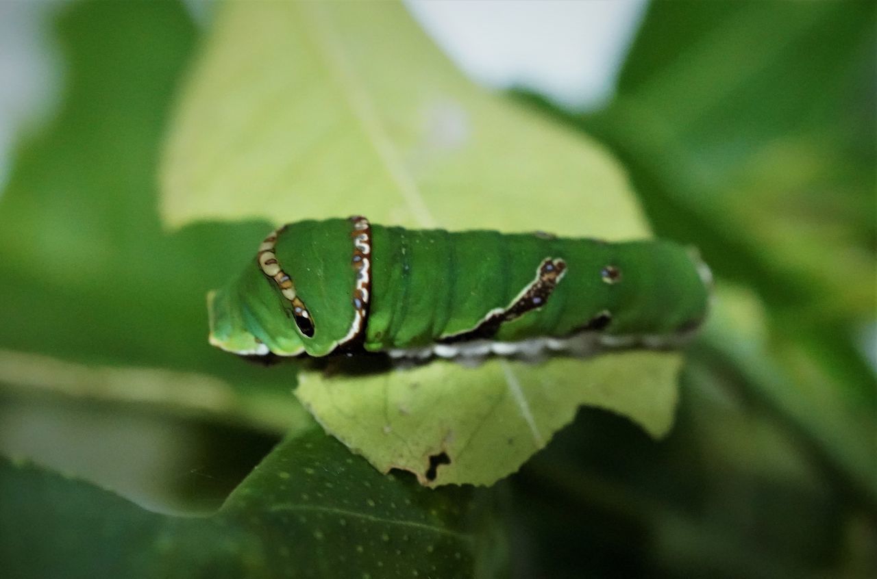 CLOSE-UP OF INSECT ON PLANT