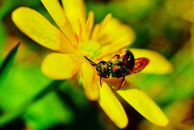 Close-up of insect on yellow flower