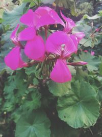 Close-up of pink flowers blooming outdoors