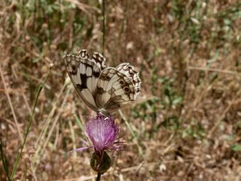 Close-up of butterfly on flower