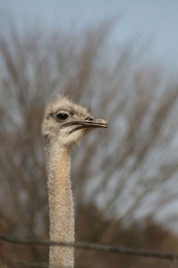 Close-up of a ostrich