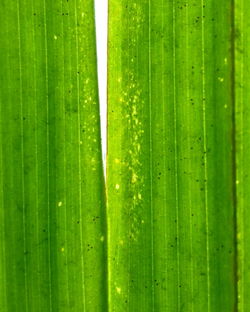 Full frame shot of green leaf