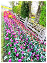 Pink flowers blooming in park