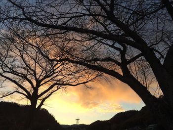 Silhouette of bare tree at sunset