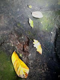 High angle view of maple leaves on ground