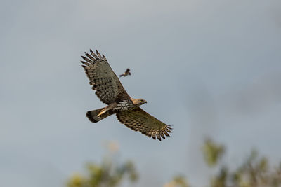 Low angle view of eagle flying in sky