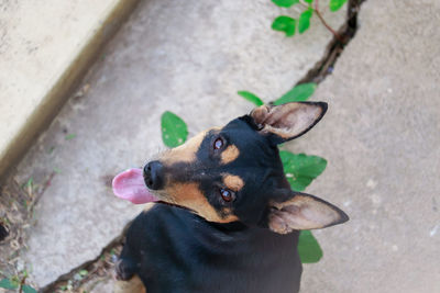 High angle portrait of a dog