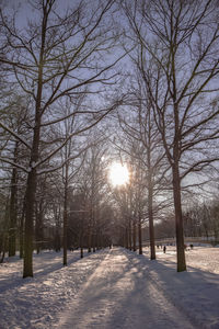 Bare trees on snow covered land against sky