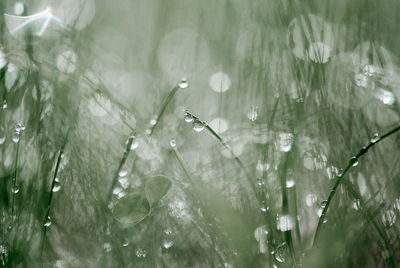 Close-up of water drops on tree