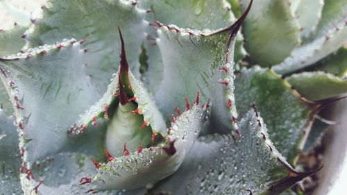 Close-up of wet cactus