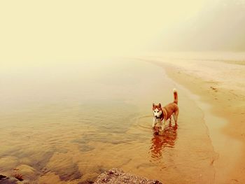 Dog standing on beach