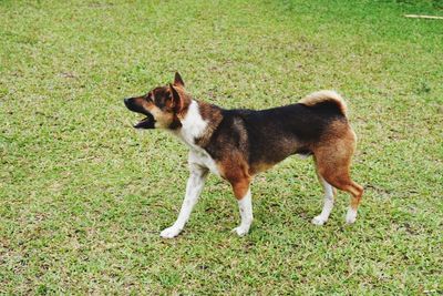 Side view of dog standing on field