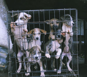 Puppies in cage