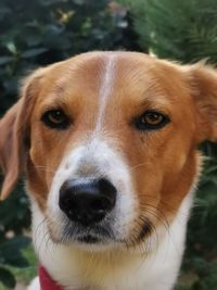 Close-up portrait of dog